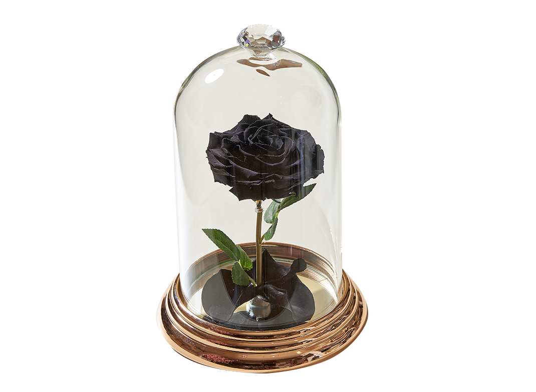 Forever rose 🖤